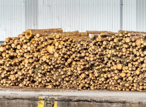 Stack of firewood ad wood logs ready for transportation or shipment