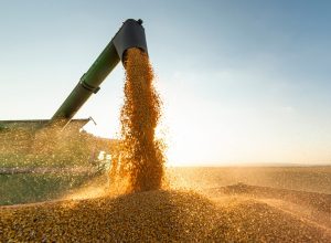 Combine transferring soybeans after harvest